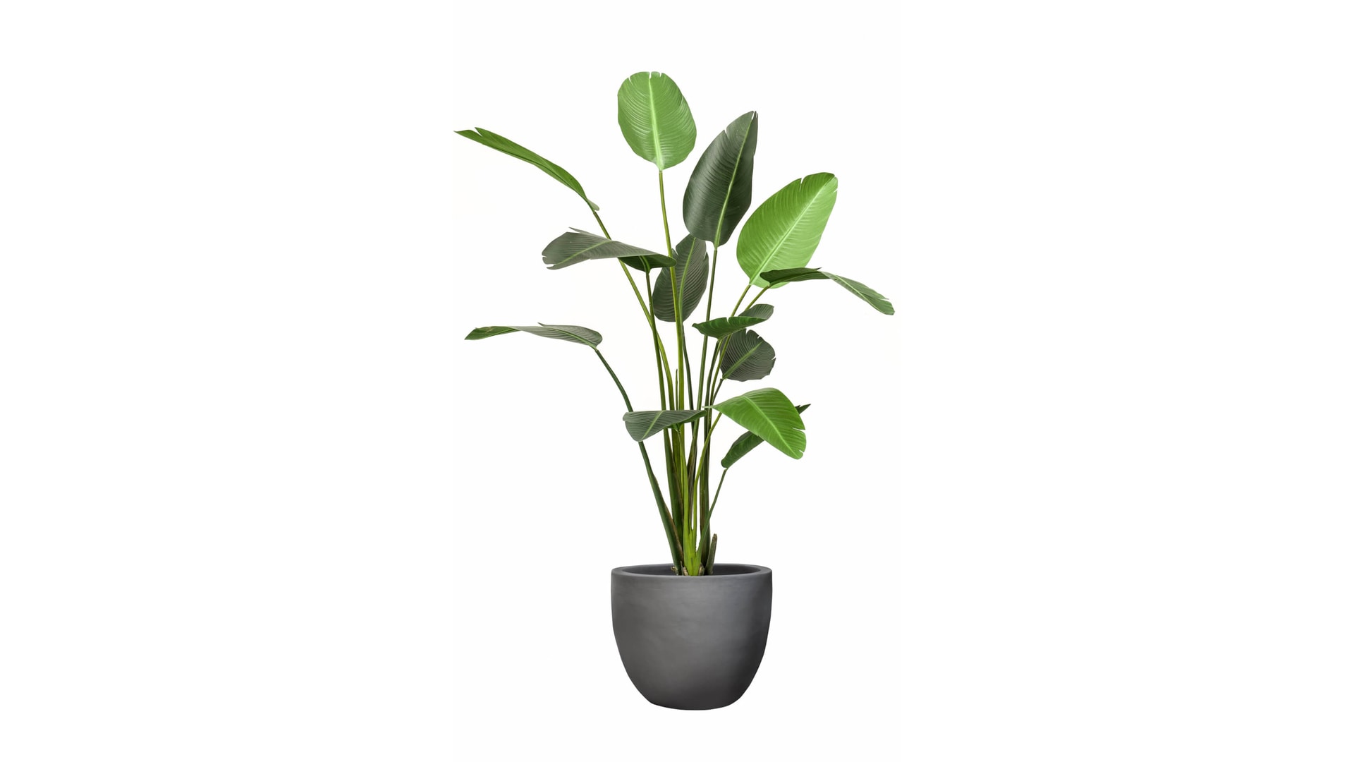 CJ Decor plantas,CJ Decor arvores,CJ Decor floresCJ Decor verde